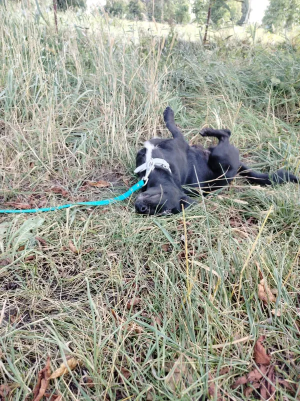 Pies do adopcji, Pawłowo, 11 września 2025 (2/4)
