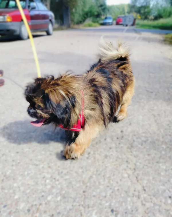 Pies do adopcji, Pawłowo, 11 września 2025 (2/4)