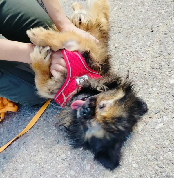 Pies do adopcji, Pawłowo, 11 września 2025 (3/4)