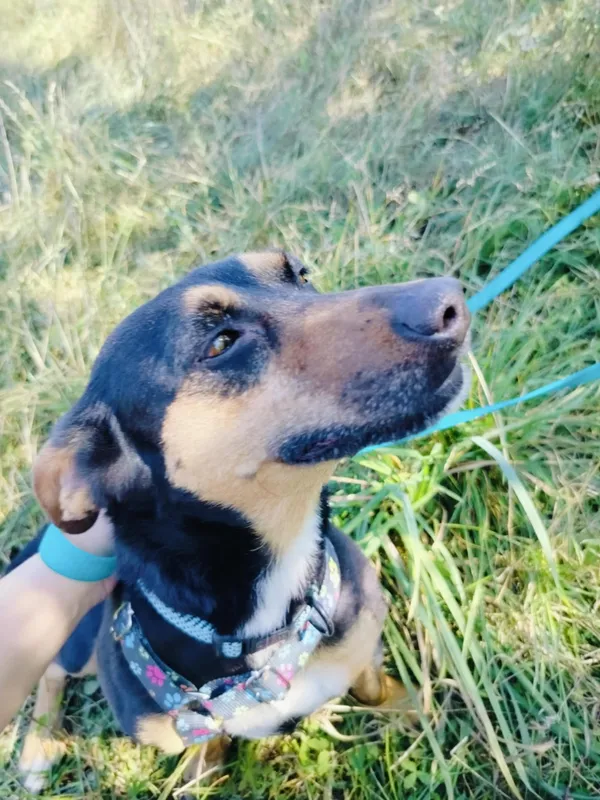 Pies do adopcji, Pawłowo, 11 września 2025 (4/4)