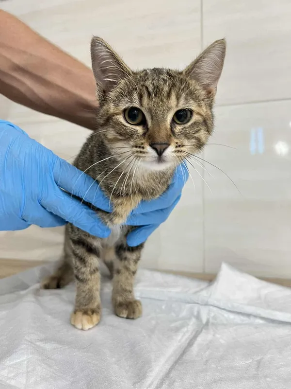 Znaleziono kota, Czartki, 11 września 2025