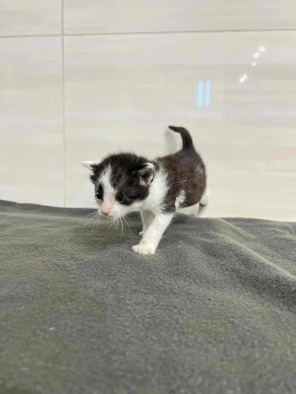 Znaleziono kota, Czartki, 11 września 2025