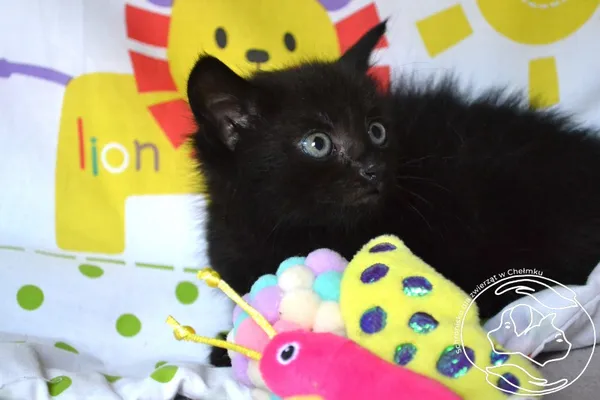 Kot do adopcji, Chełmek, 11 sierpnia 2025