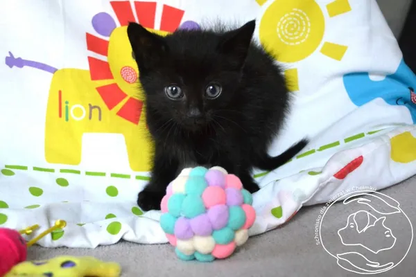 Kot do adopcji, Chełmek, 11 sierpnia 2025