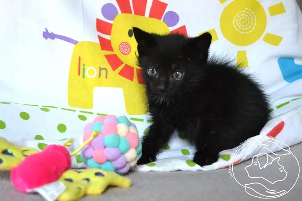 Kot do adopcji, Chełmek, 11 sierpnia 2025