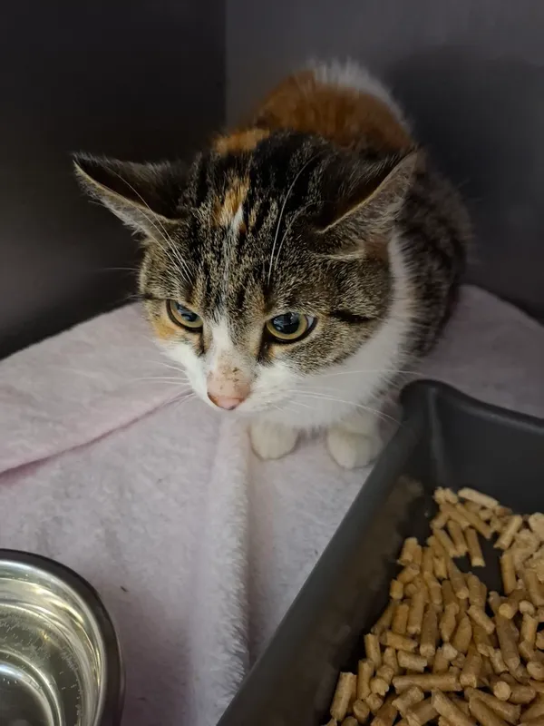 Znaleziono kota, Gdańsk, 8 września 2025