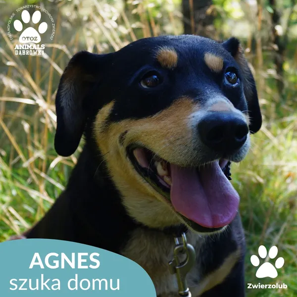 Pies do adopcji, Dąbrówka, 11 września 2025 (1/5)