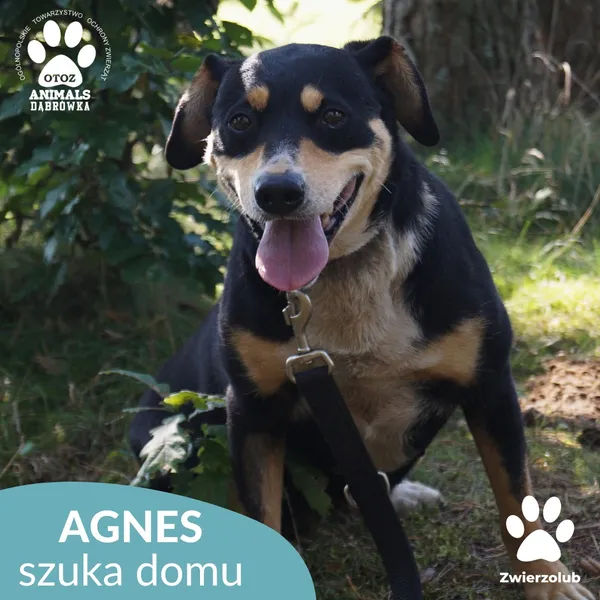 Pies do adopcji, Dąbrówka, 11 września 2025 (4/5)