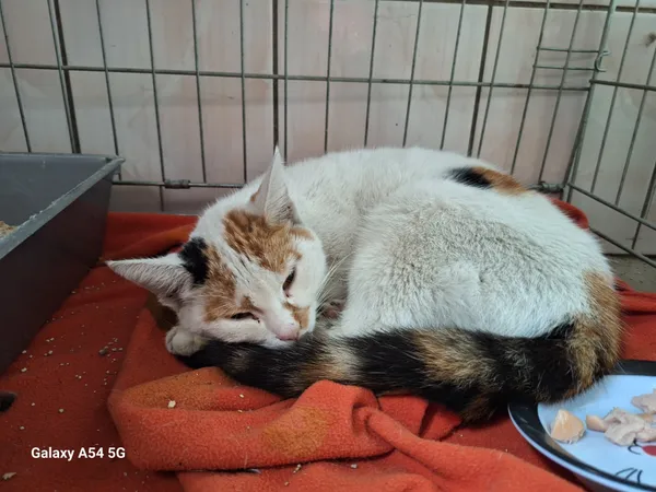 Kot do adopcji, Orzechowce, 9 września 2025 (2/2)