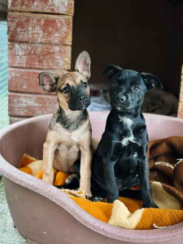 Pies do adopcji, Korabiewice, 11 września 2025 (1/5)