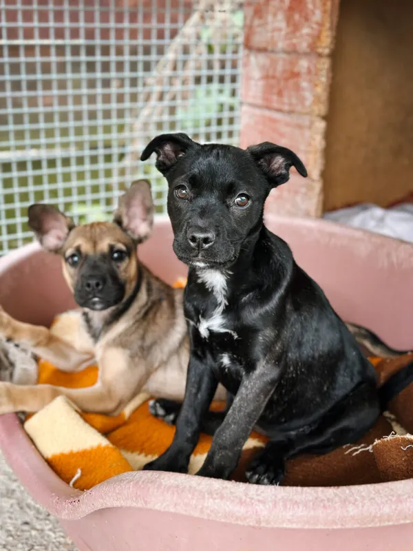 Pies do adopcji, Korabiewice, 11 września 2025 (2/5)