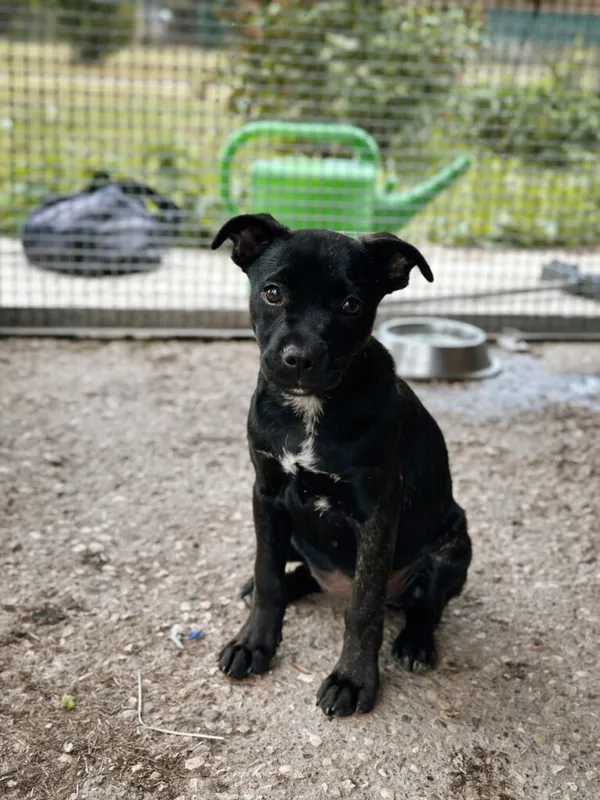 Pies do adopcji, Korabiewice, 11 września 2025 (3/5)