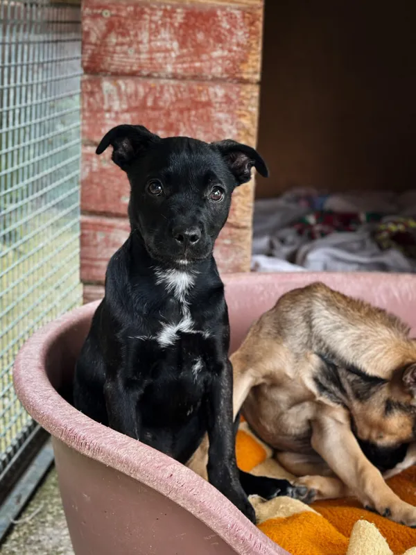 Pies do adopcji, Korabiewice, 11 września 2025 (4/5)