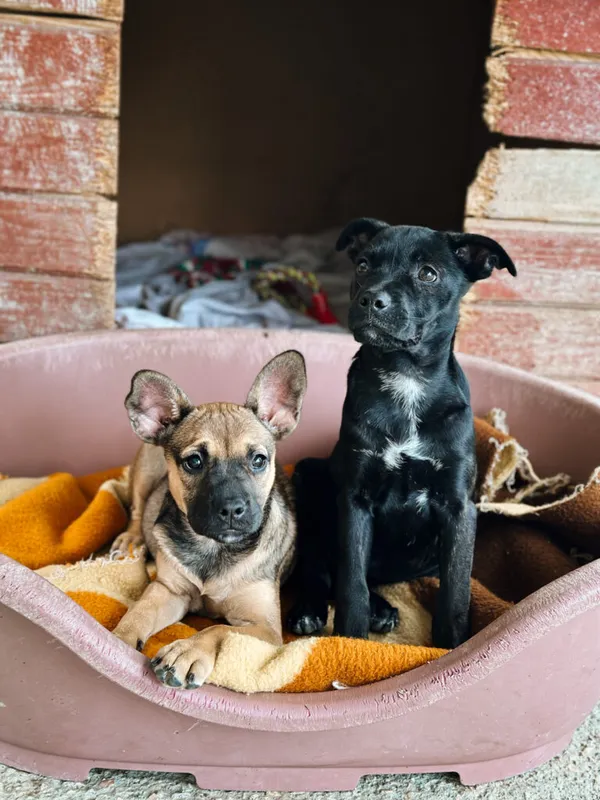 Pies do adopcji, Korabiewice, 11 września 2025 (5/5)