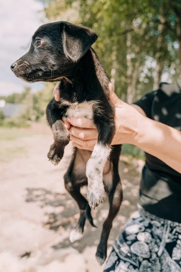 Pies do adopcji, Korabiewice, 11 września 2025 (1/5)