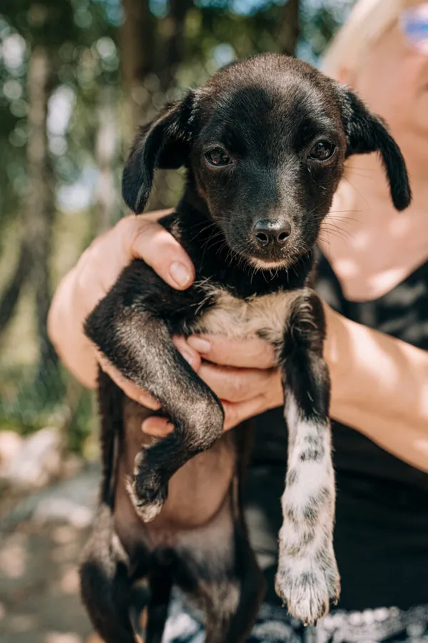 Pies do adopcji, Korabiewice, 11 września 2025 (3/5)