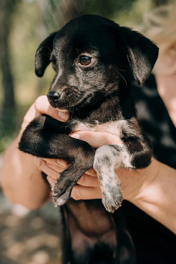 Pies do adopcji, Korabiewice, 11 września 2025 (4/5)