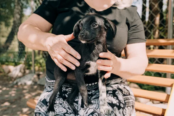 Pies do adopcji, Korabiewice, 11 września 2025 (5/5)