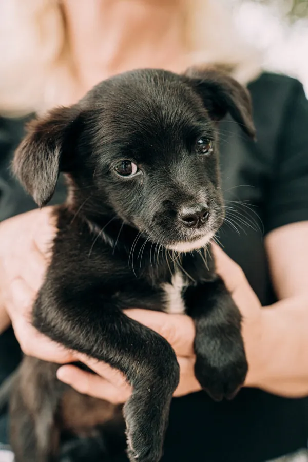 Pies do adopcji, Korabiewice, 11 września 2025 (1/5)