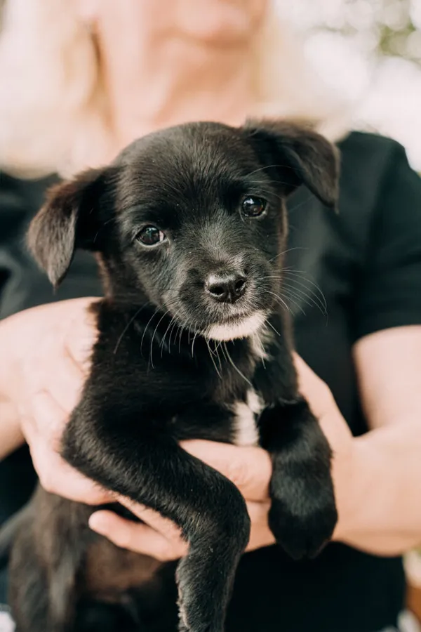 Pies do adopcji, Korabiewice, 11 września 2025 (2/5)