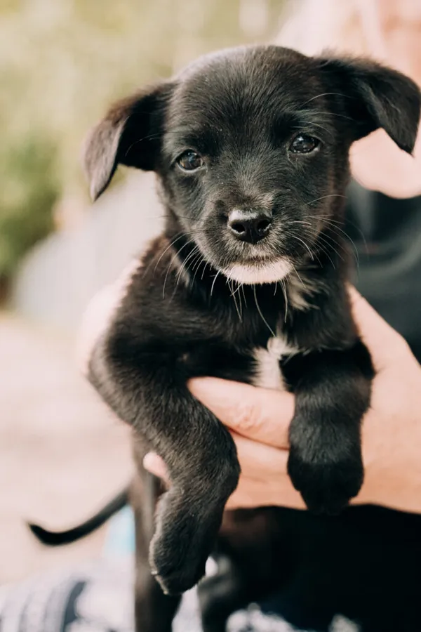 Pies do adopcji, Korabiewice, 11 września 2025 (3/5)