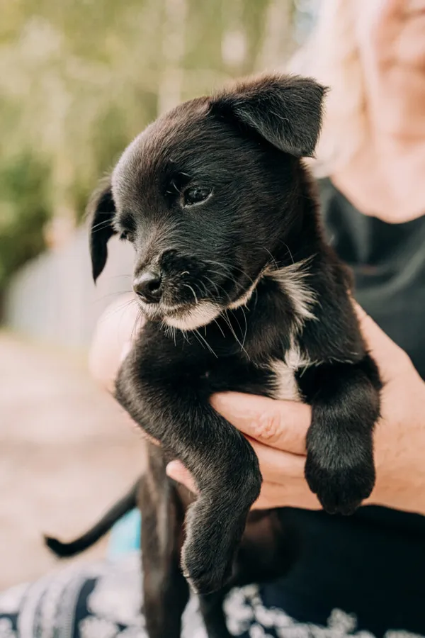 Pies do adopcji, Korabiewice, 11 września 2025 (4/5)