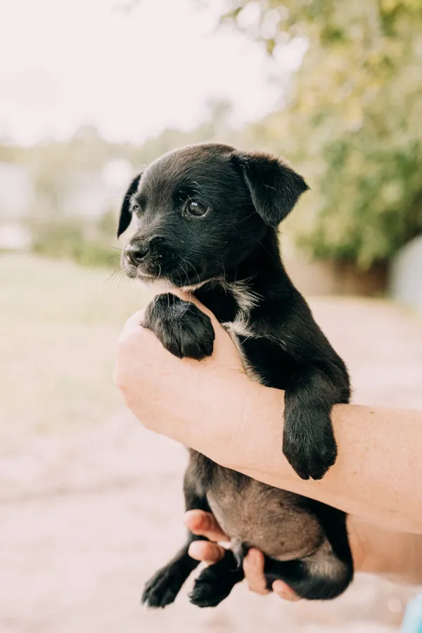 Pies do adopcji, Korabiewice, 11 września 2025 (5/5)