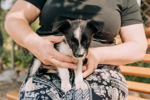 Pies do adopcji, Korabiewice, 11 września 2025 (2/5)