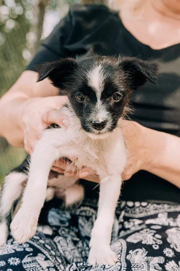 Pies do adopcji, Korabiewice, 11 września 2025 (3/5)