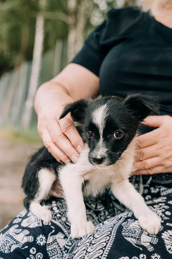 Pies do adopcji, Korabiewice, 11 września 2025 (4/5)