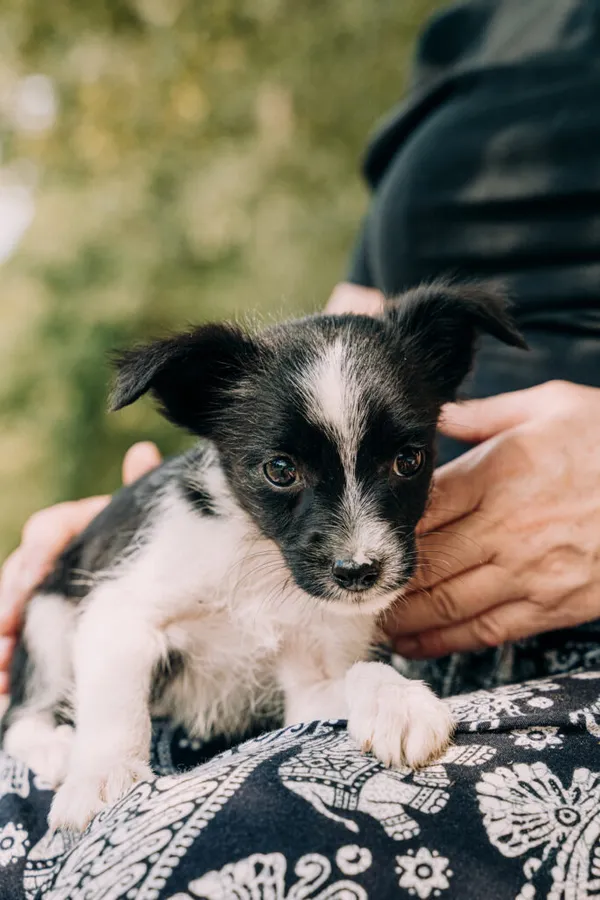 Pies do adopcji, Korabiewice, 11 września 2025 (5/5)