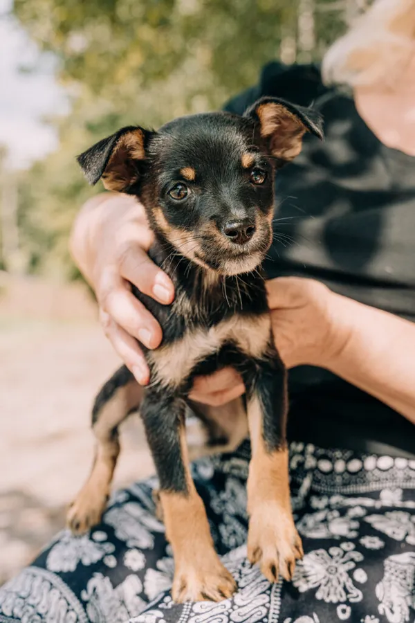 Pies do adopcji, Korabiewice, 11 września 2025 (3/5)