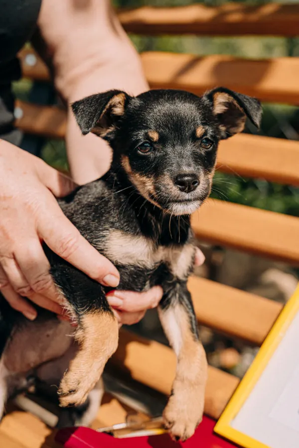 Pies do adopcji, Korabiewice, 11 września 2025 (4/5)