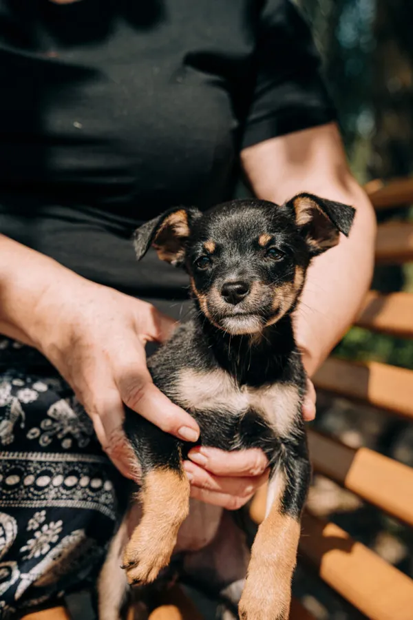 Pies do adopcji, Korabiewice, 11 września 2025 (5/5)