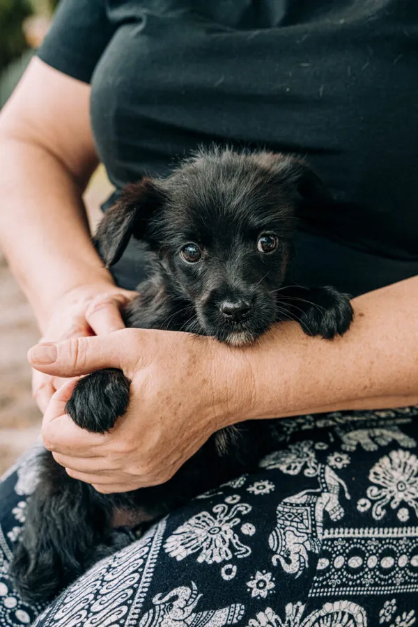 Pies do adopcji, Korabiewice, 11 września 2025 (1/3)