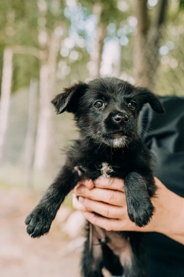 Pies do adopcji, Korabiewice, 11 września 2025 (2/3)