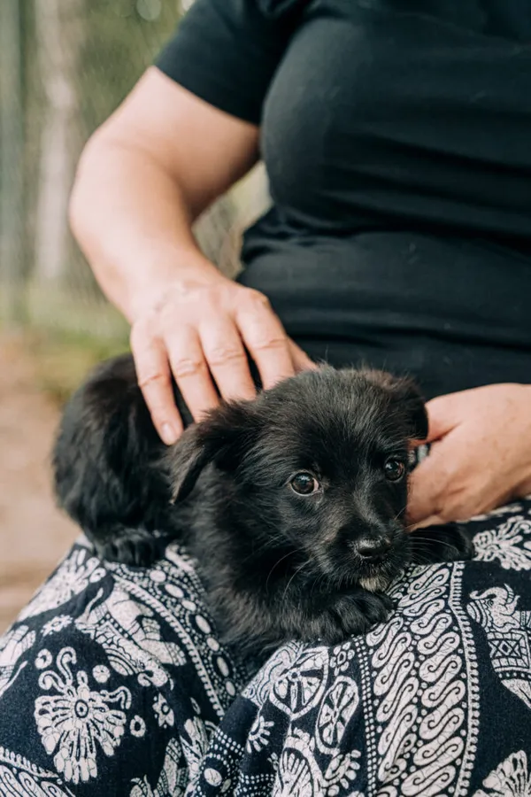 Pies do adopcji, Korabiewice, 11 września 2025 (3/3)