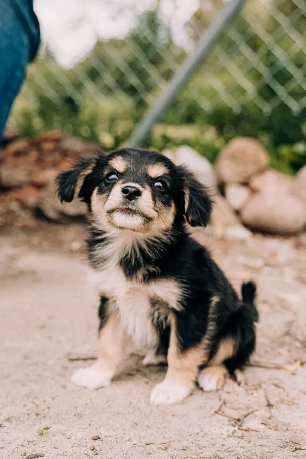 Pies do adopcji, Korabiewice, 11 września 2025 (1/5)