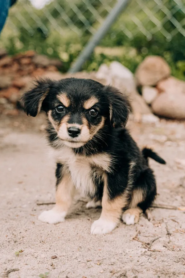 Pies do adopcji, Korabiewice, 11 września 2025 (2/5)