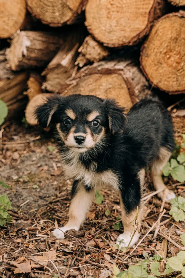 Pies do adopcji, Korabiewice, 11 września 2025 (3/5)