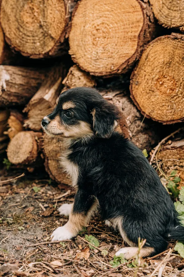 Pies do adopcji, Korabiewice, 11 września 2025 (4/5)