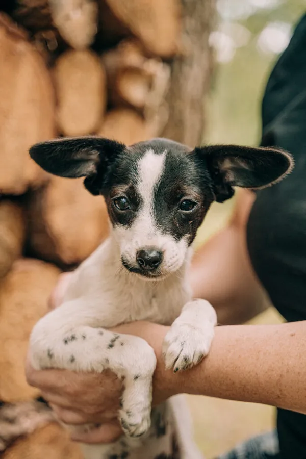 Pies do adopcji, Korabiewice, 11 września 2025 (1/5)
