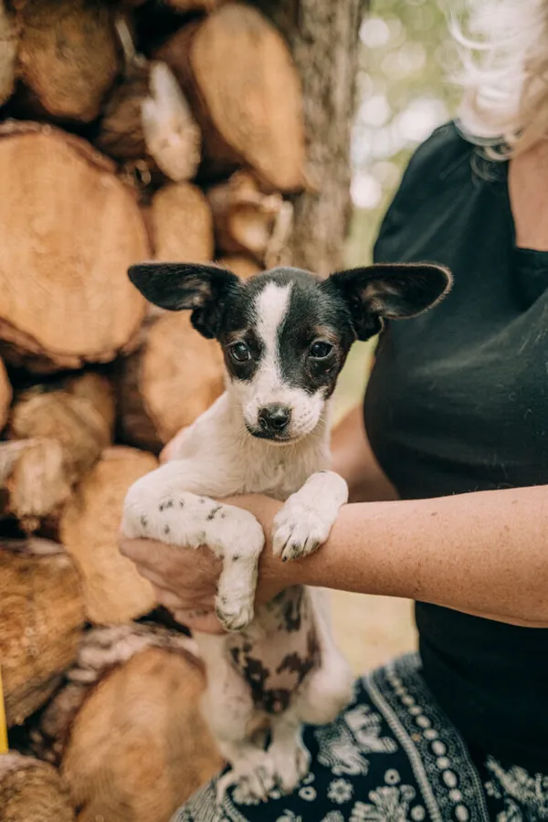 Pies do adopcji, Korabiewice, 11 września 2025 (3/5)