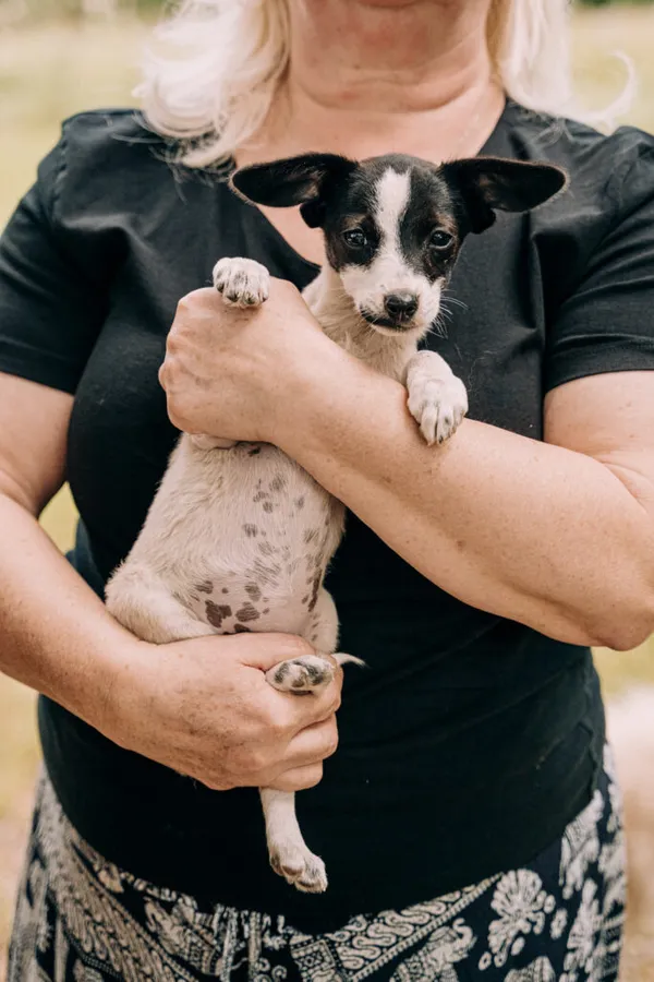 Pies do adopcji, Korabiewice, 11 września 2025 (4/5)