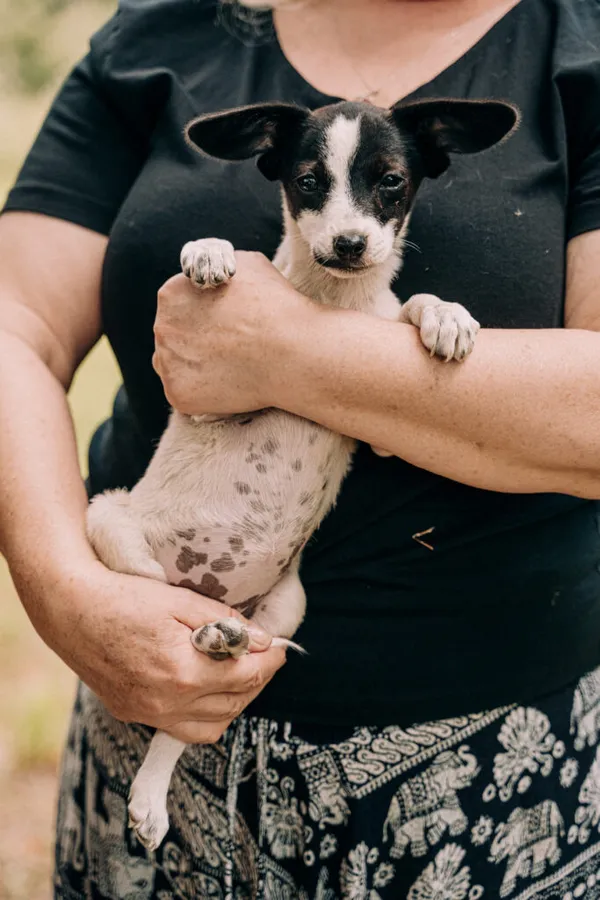 Pies do adopcji, Korabiewice, 11 września 2025 (5/5)