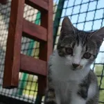 Kot do adopcji