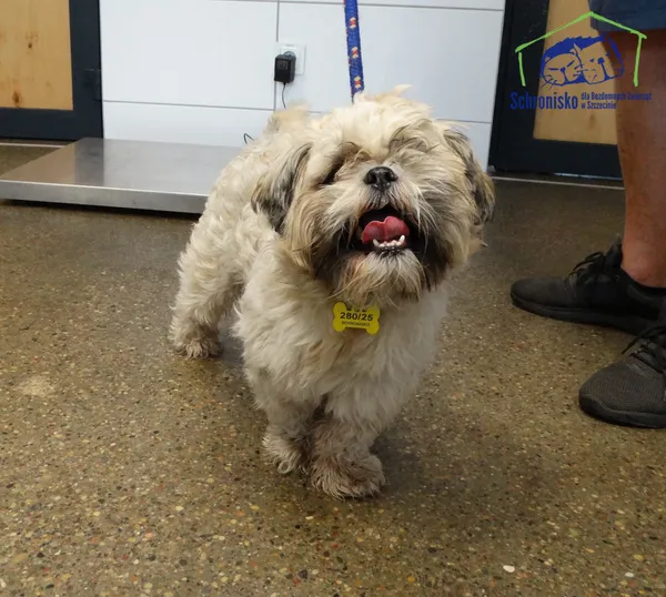Znaleziono psa, Szczecin, 10 września 2025