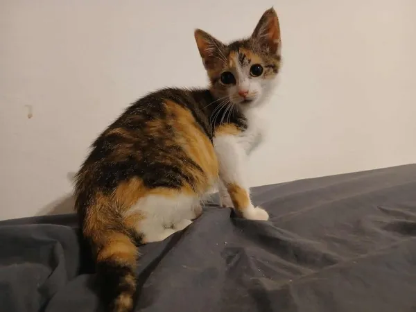 Znaleziono kota, Toruń, 16 sierpnia 2025