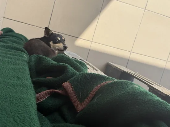 Pies do adopcji, Kraków, 28 sierpnia 2025