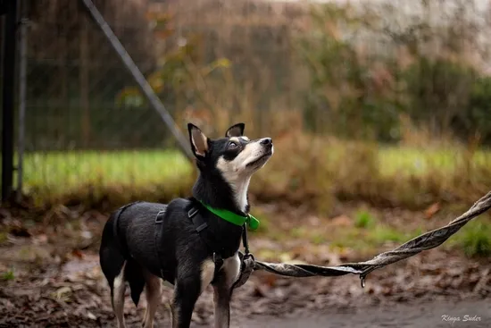 Pies do adopcji, Kraków, 28 sierpnia 2025 (1/4)